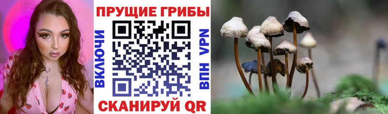 blacksprut зеркало  Тюмень  Галлюциногенные грибы Cubensis 